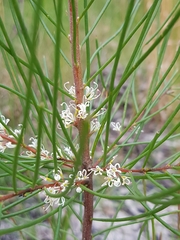 Hakea actites