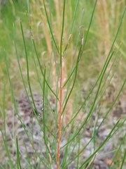 Hakea actites