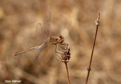 Sympetrum meridionale
