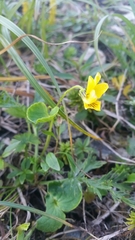 Viola biflora