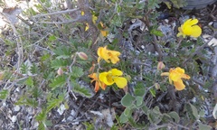 Chamaecrista greggii