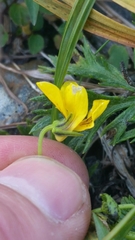 Viola biflora