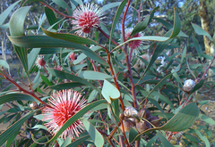 Hakea laurina