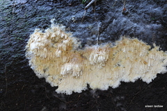 Dentipellicula leptodon