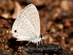 Prosotas nora ardates