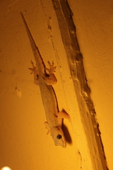 Hemidactylus platyurus