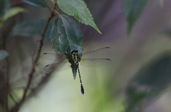 Heliogomphus retroflexus