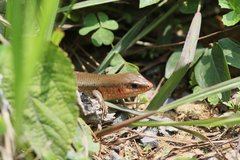 Plestiodon chinensis