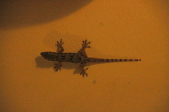 Hemidactylus platyurus