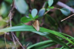 Mycalesis gotama nanda