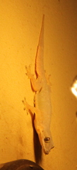 Hemidactylus platyurus