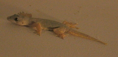 Hemidactylus platyurus