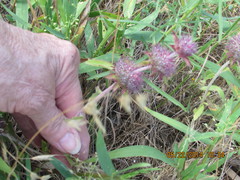 Monarda clinopodioides