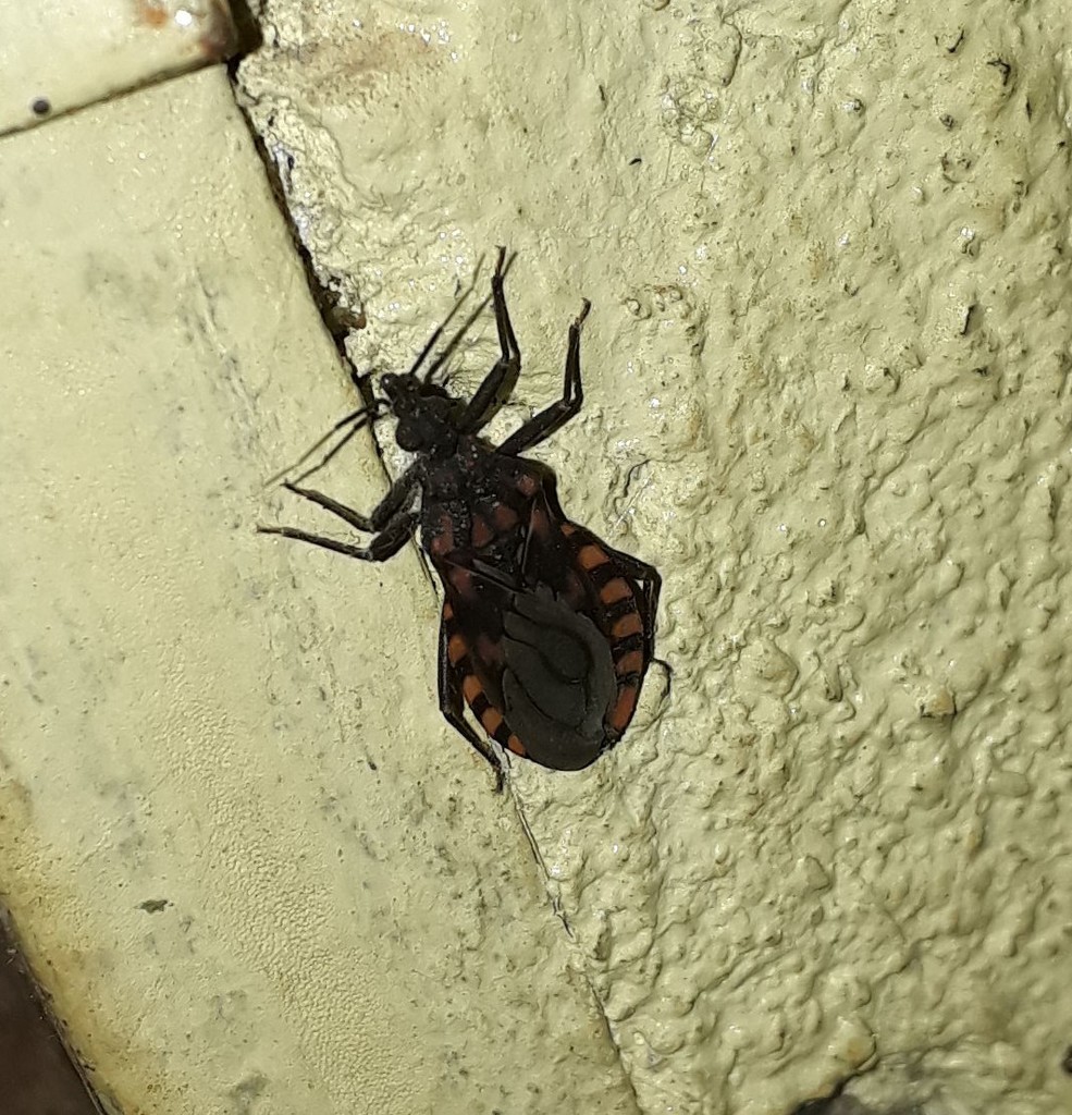 Triatoma pseudomaculata
