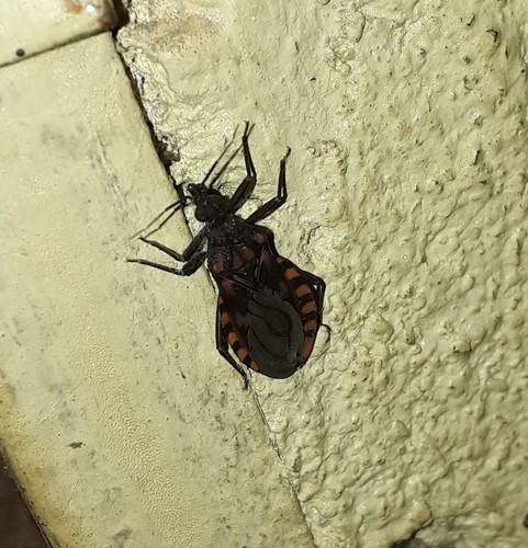 Triatoma pseudomaculata