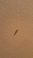 Monopis dorsistrigella