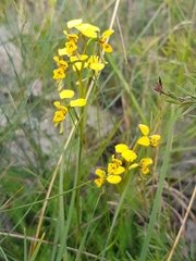 Diuris unica