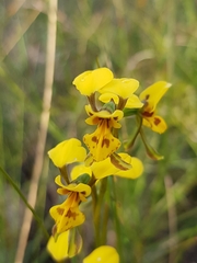 Diuris unica