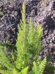 Erica lusitanica