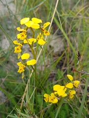 Diuris unica