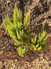 Erica lusitanica