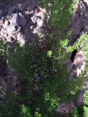 Erica lusitanica