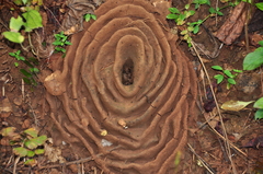 Pheidole sykesii