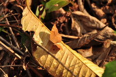 Abisara bifasciata suffusa