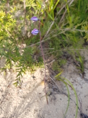 Thelymitra purpurata