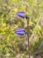 Thelymitra purpurata
