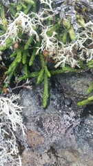 Cassiope lycopodioides