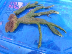 Ephydatia fluviatilis