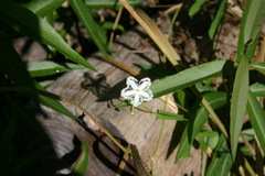 Trichosanthes cucumerina