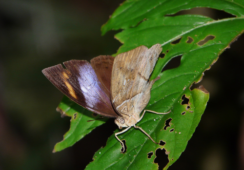 African leaf butterfly