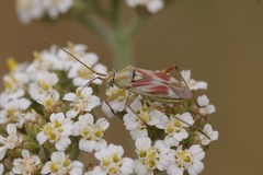 Calocoris roseomaculatus