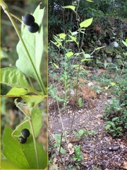 Solanum chenopodioides