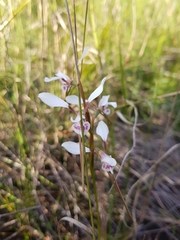 Diuris alba