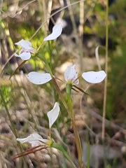 Diuris alba