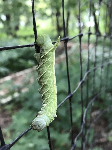 Elm Sphinx photo 6