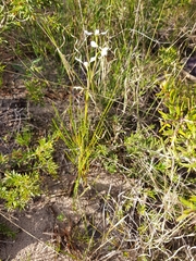 Diuris alba