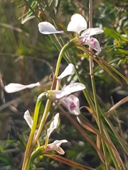 Diuris alba