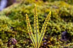 Pleopeltis angusta angusta