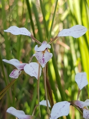Diuris alba