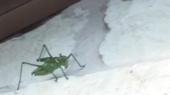 Neobarrettia spinosa