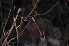 Lestes concinnus