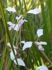 Diuris alba
