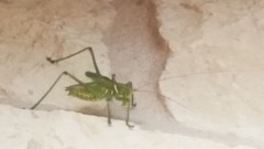 Neobarrettia spinosa