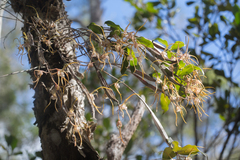 Dendrobium tetragonum melaleucaphilum