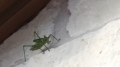 Neobarrettia spinosa