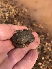 Ranoidea platycephala